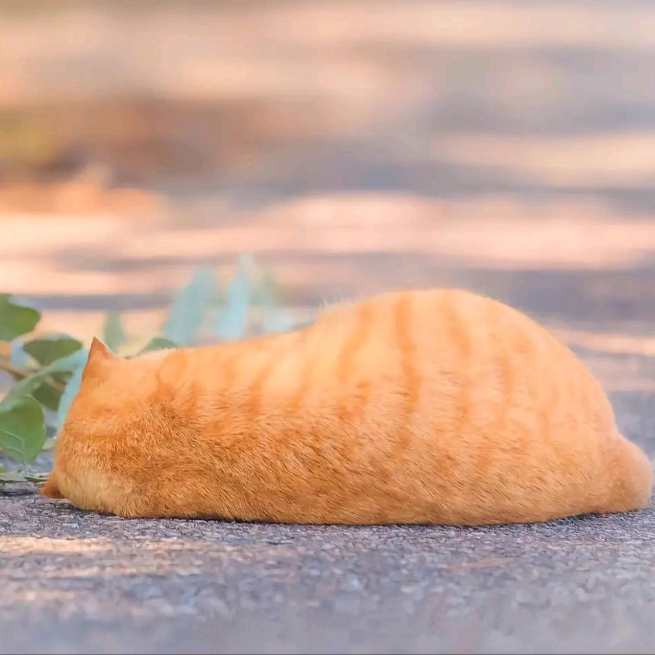 一只胖橘猫