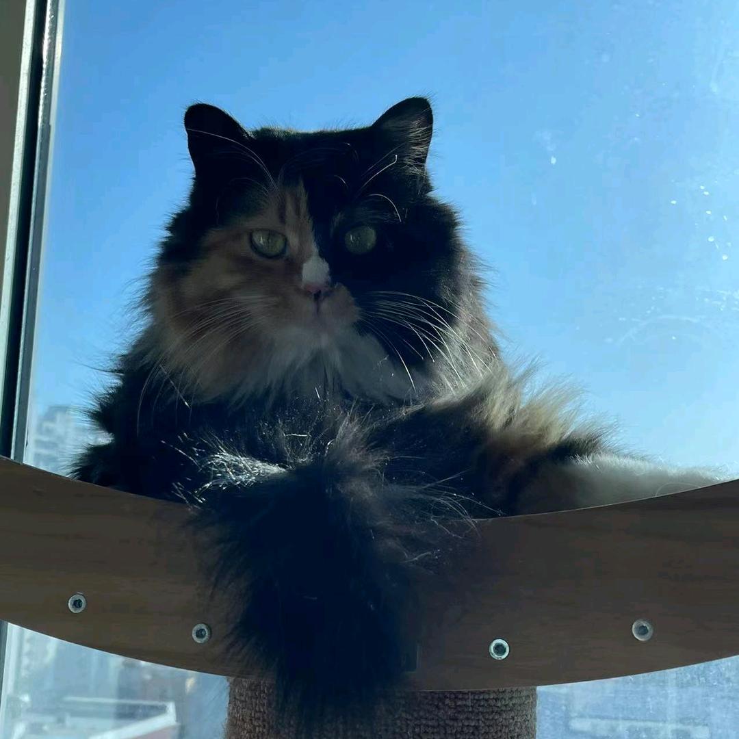 小浣熊🅴