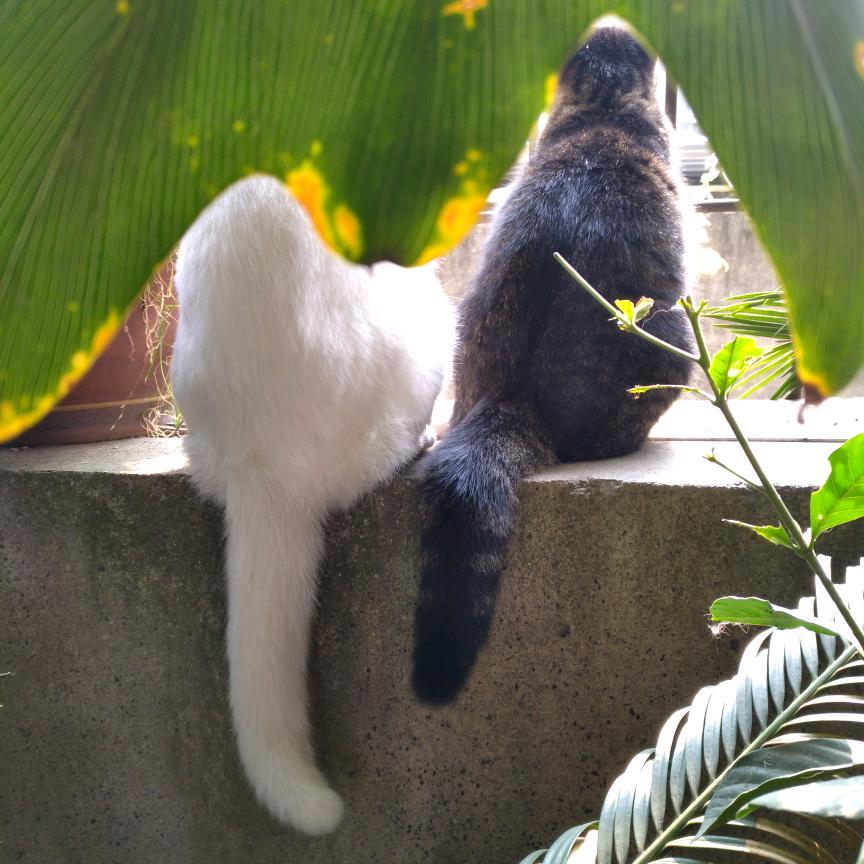 My田园猫