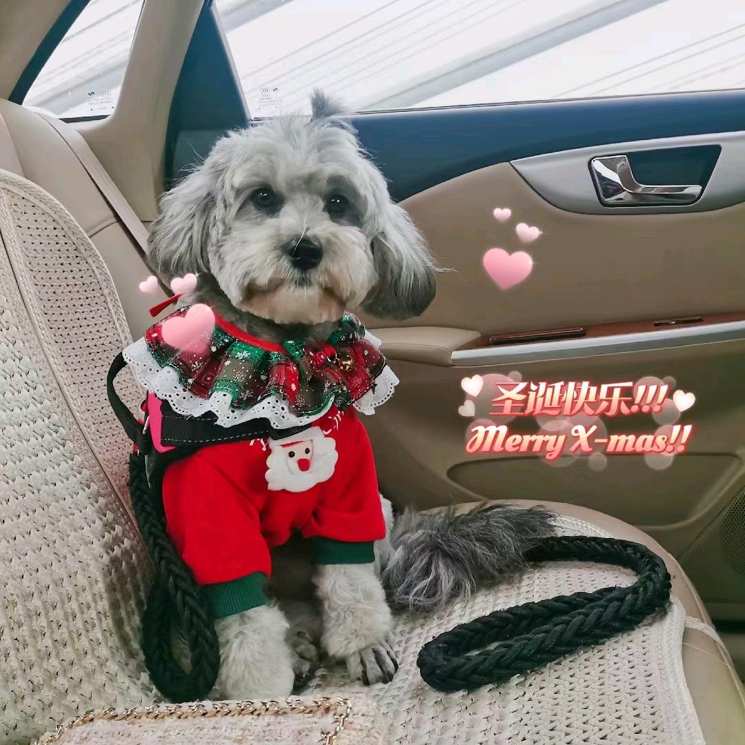 修勾日常 🐶