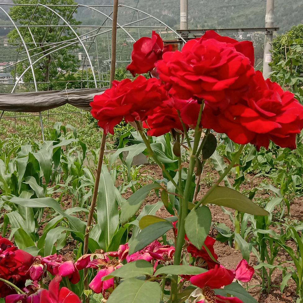 天天有个好心情