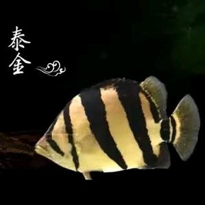 泰金泰虎贸易