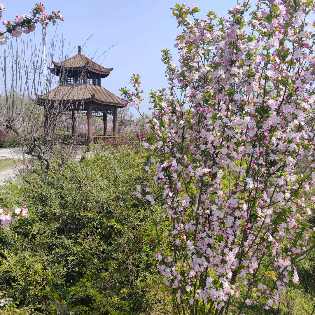 黄桃和布丁的日常