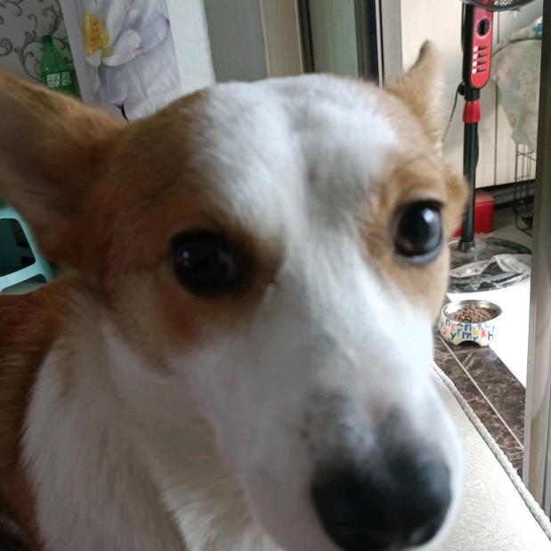 @长腿基可乐