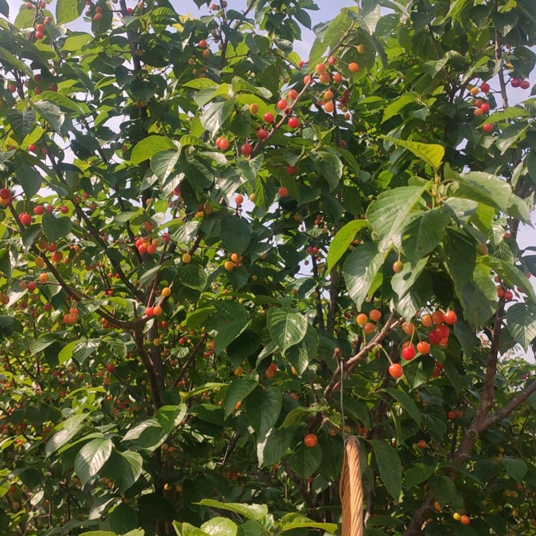 人无我有人有我优