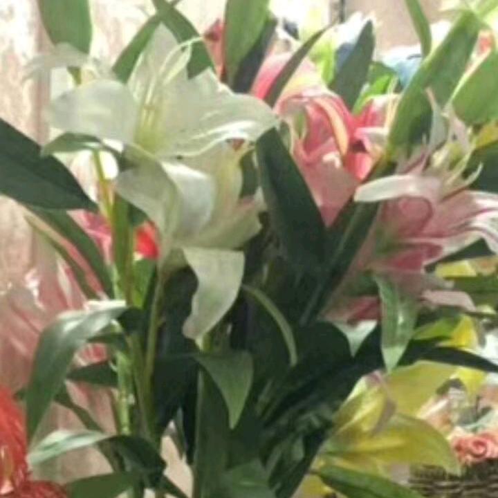 用户9264237065611