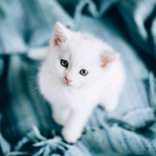 手机用户67282289103