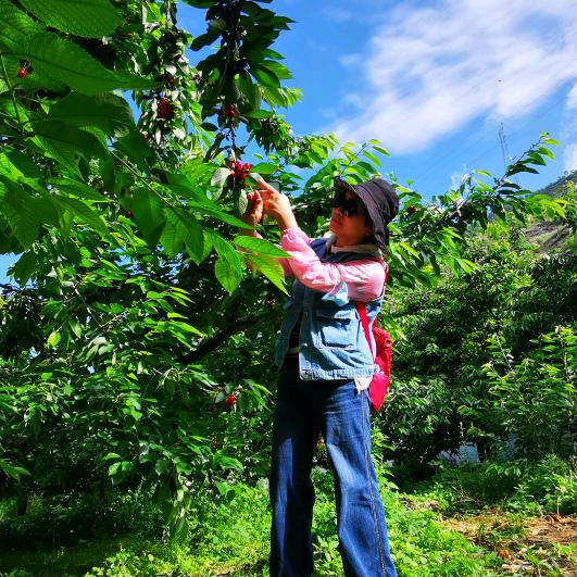 雪绒花的美丽天空