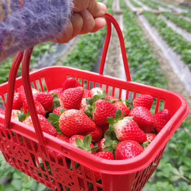 老黄牛奶草莓园