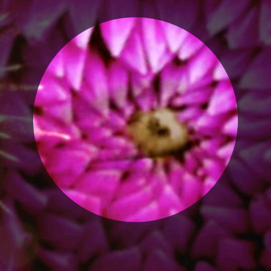 江夏堂家族@朋友回复（谢绝连赞）。