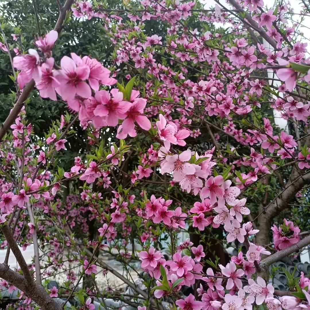 曾经的青春