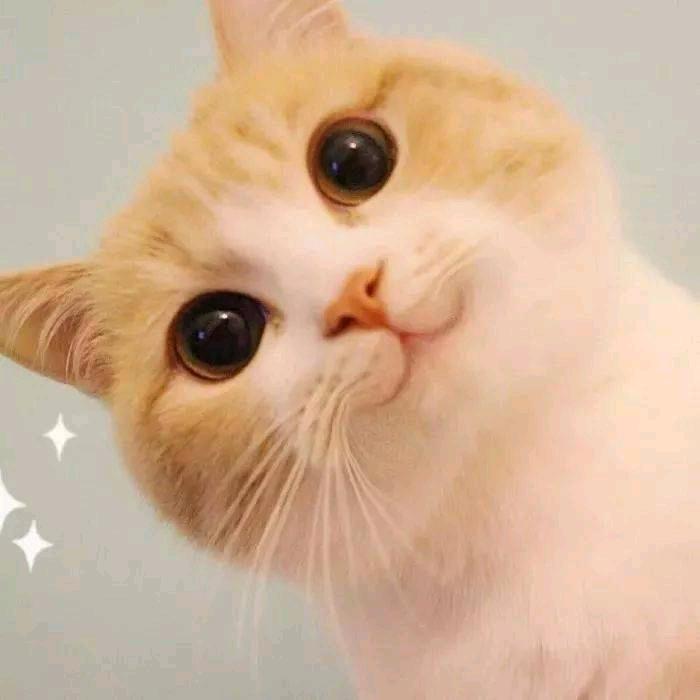 墨夕