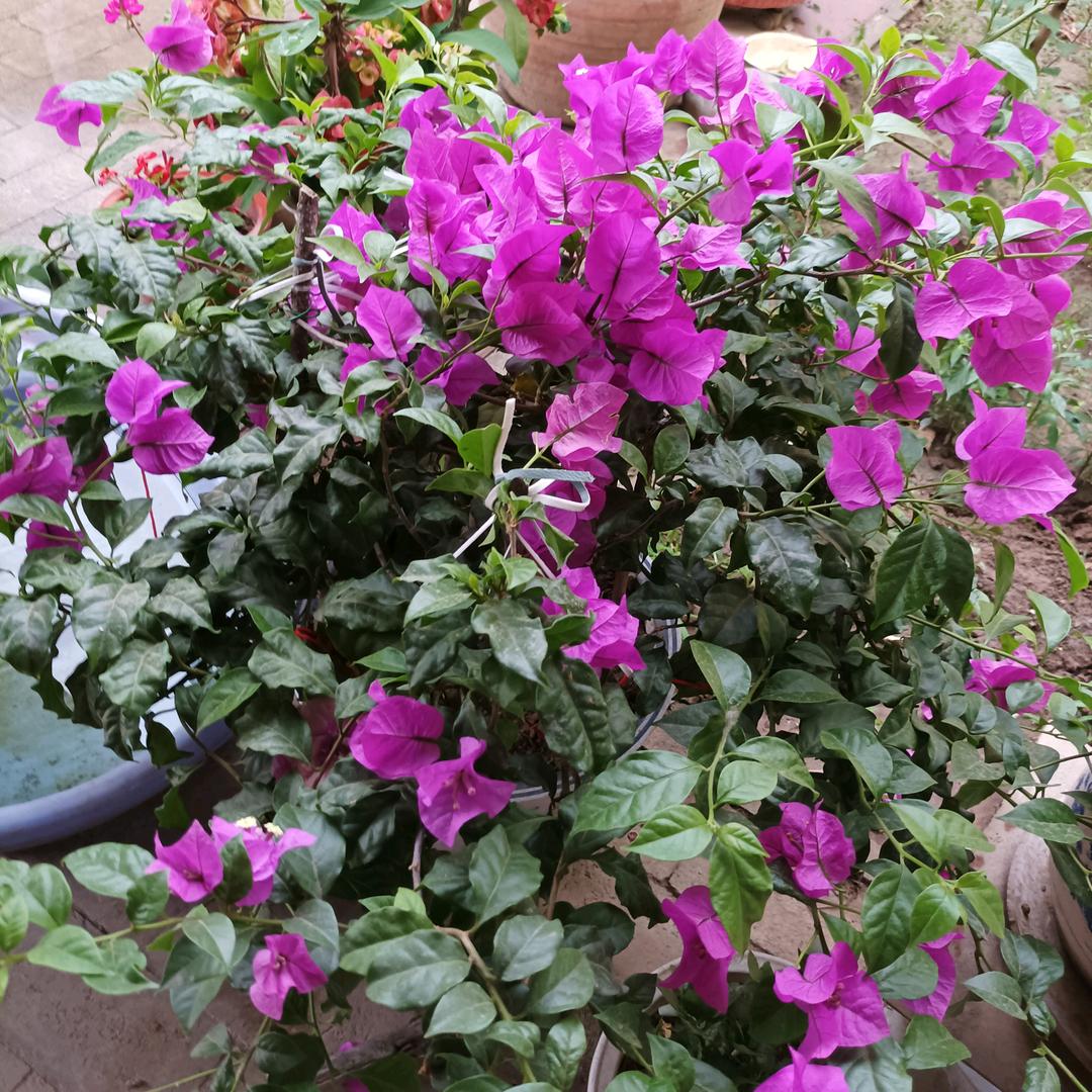 木子李（50后）