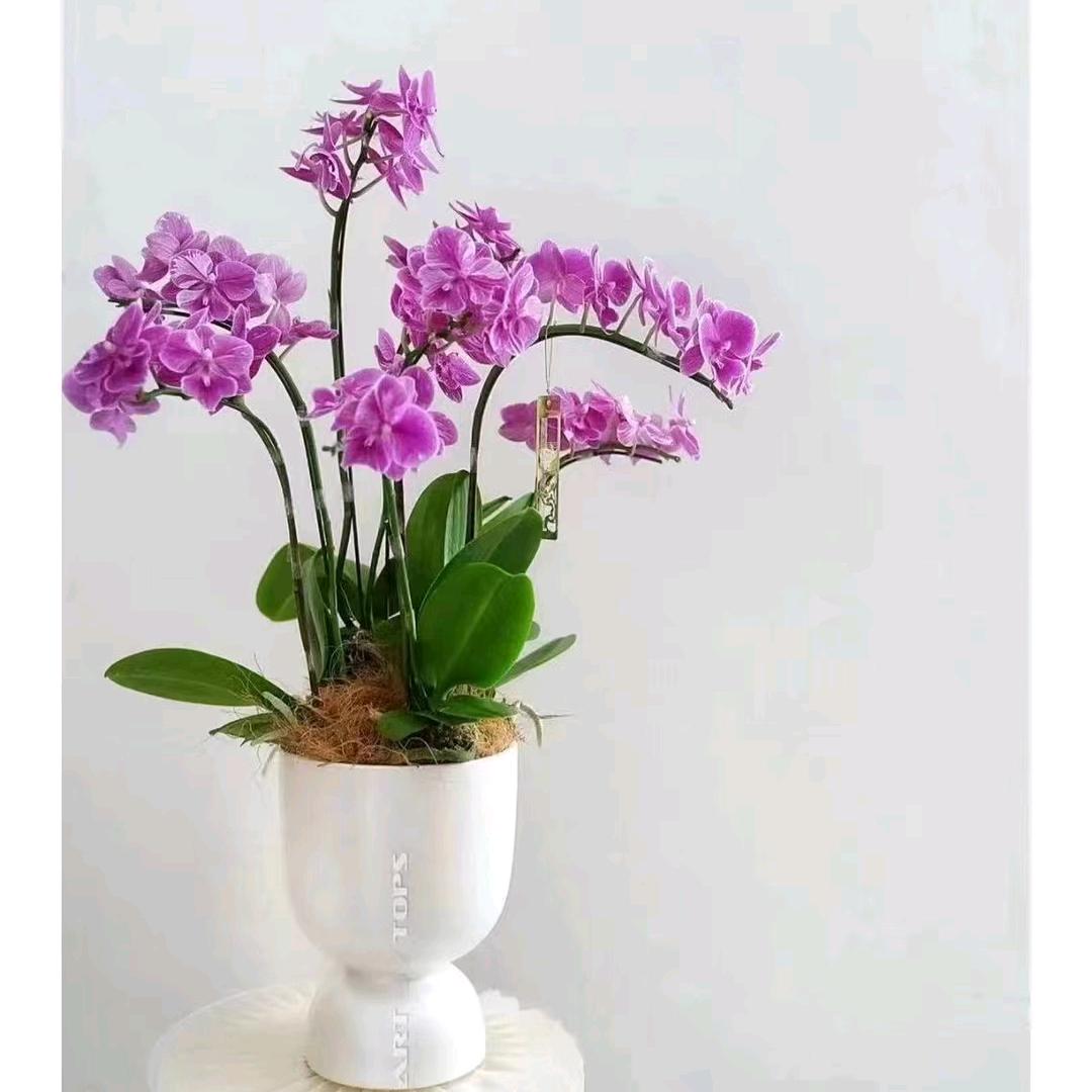 我是花农