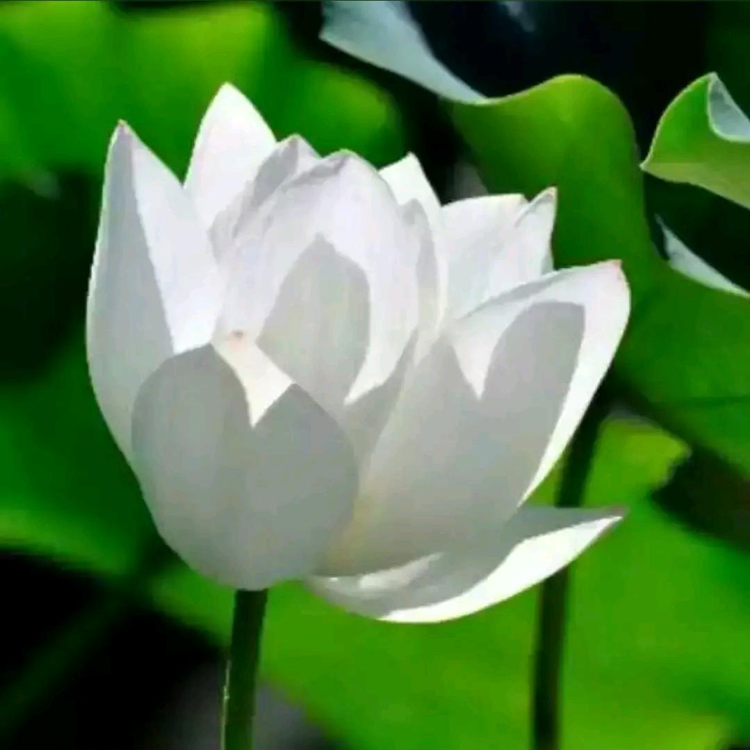 做莲花一样的女人