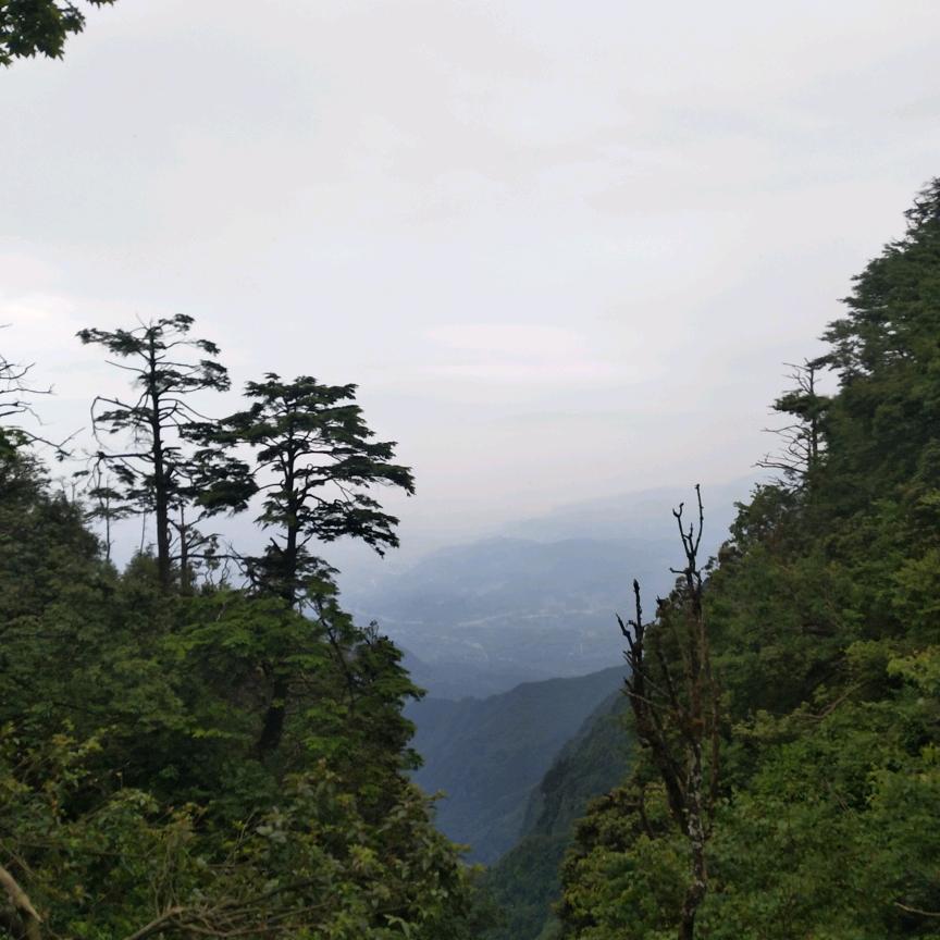陈