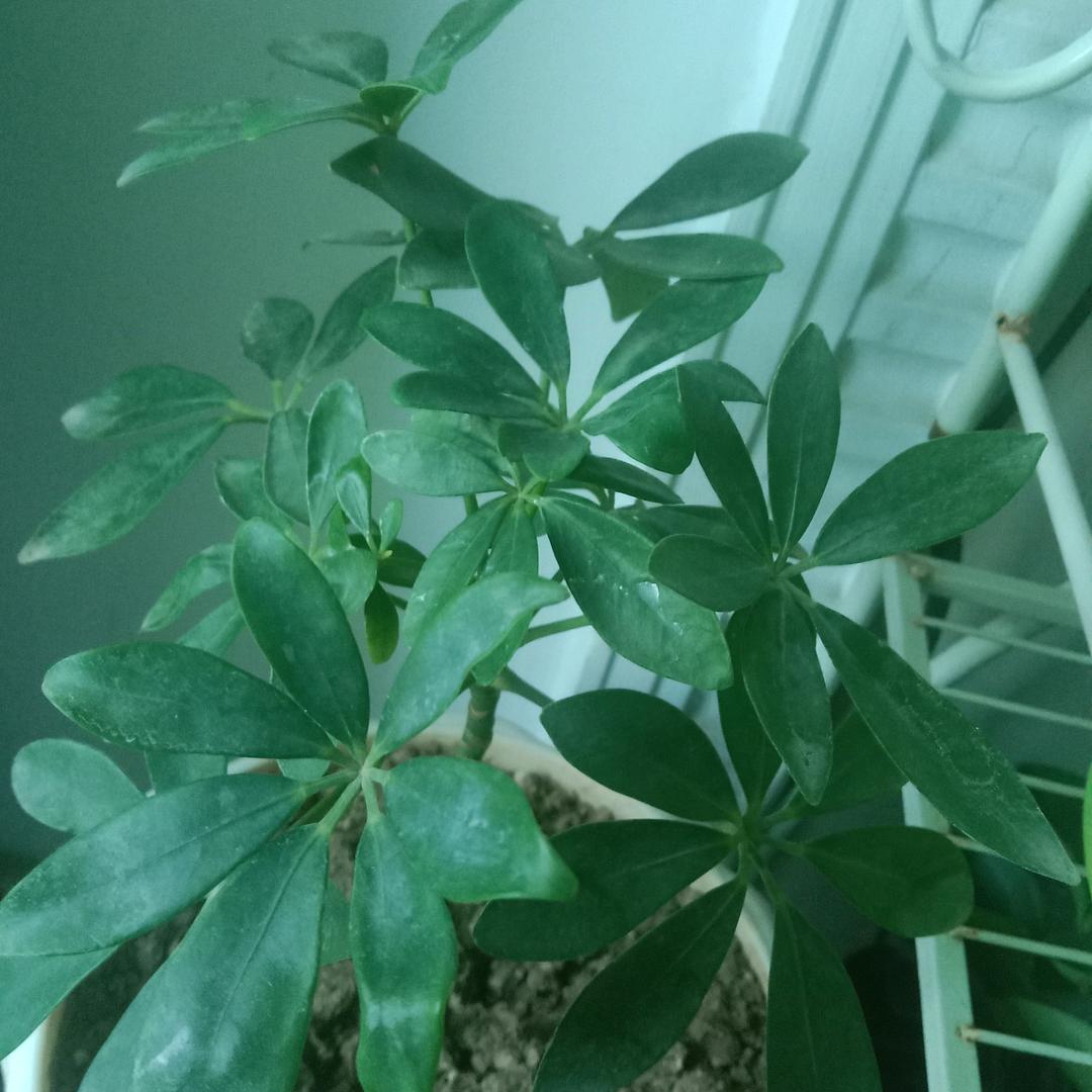 太阳🌺花