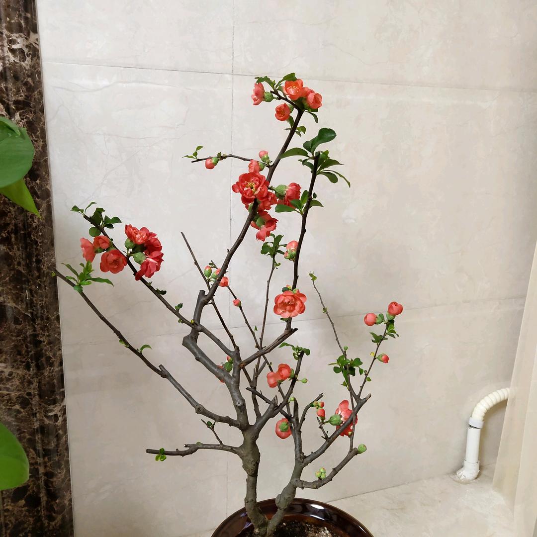 宁凝