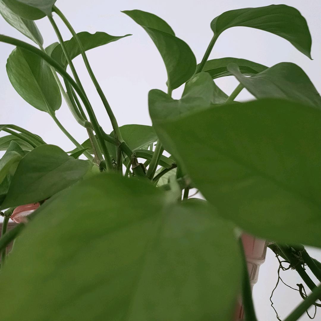好运常陪伴🐭🌴木子