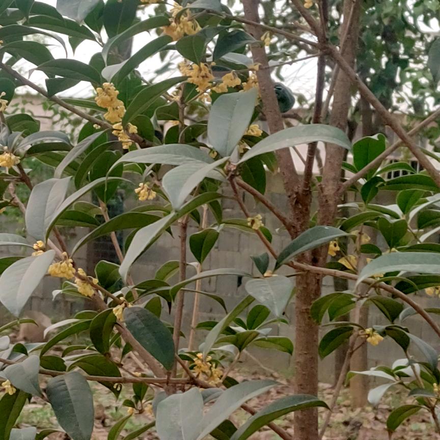 昵昵