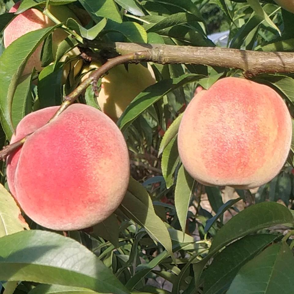 强哥