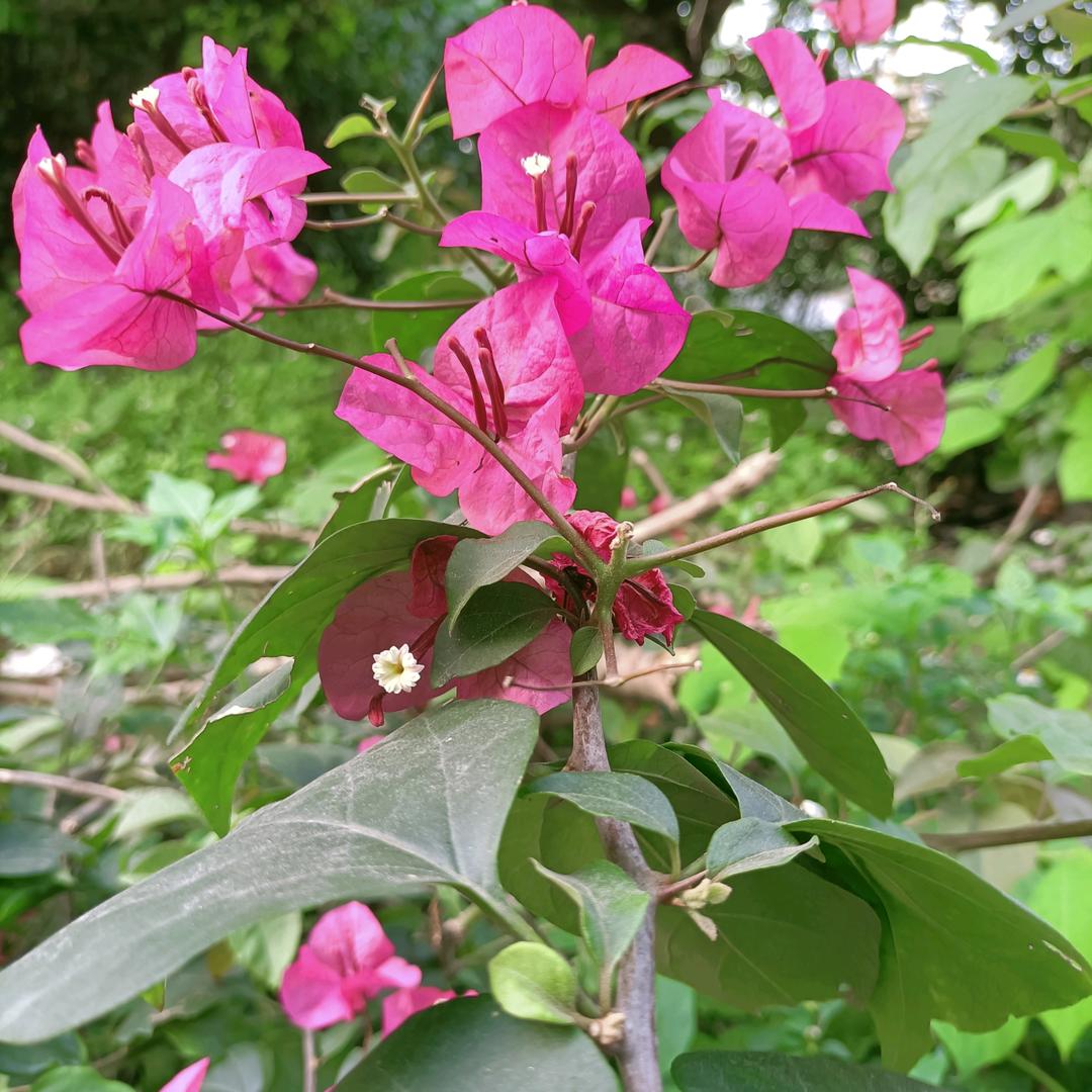 花🌸香向你扑鼻来
