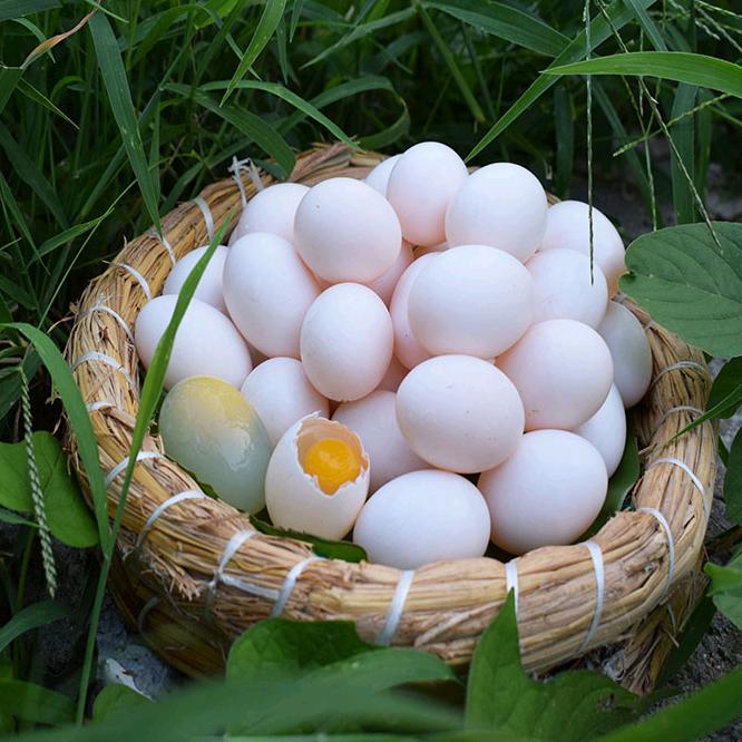 飞宝源伟洁鸽业