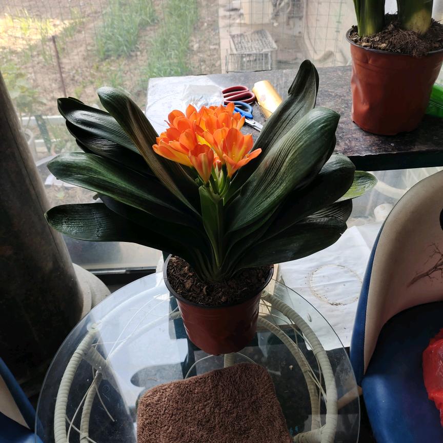 不老松😍😍😍😍