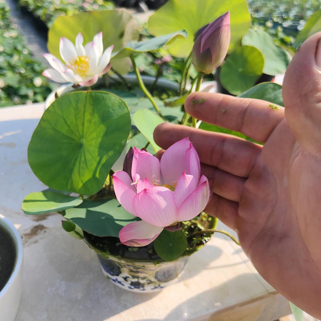 浚县南城莲苑花卉种植场