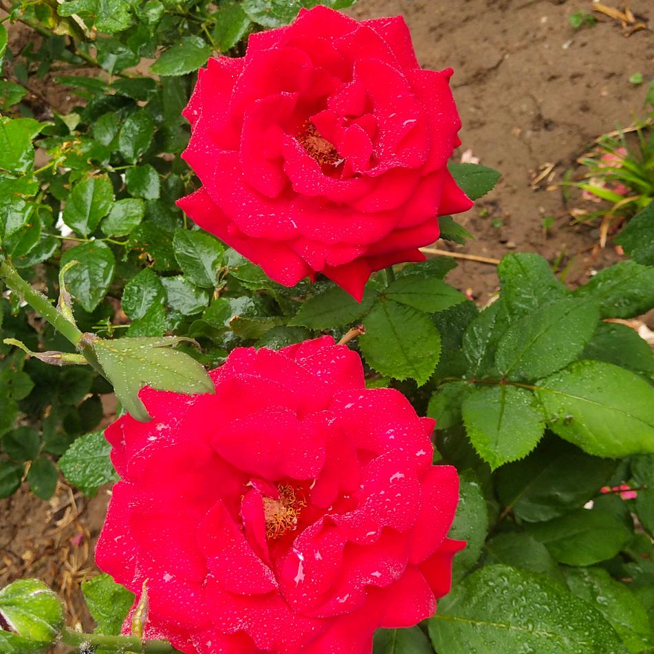 小香风