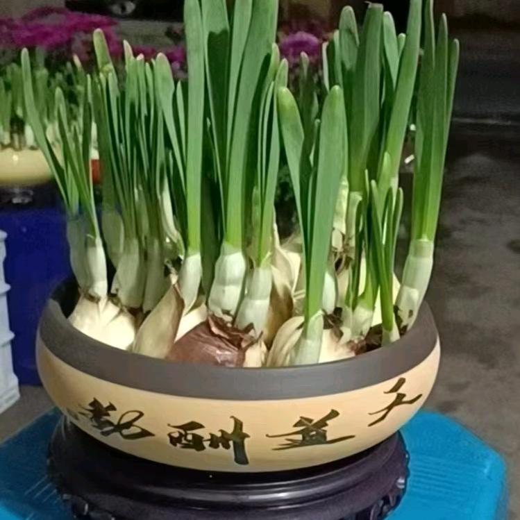 漳州2024荔枝代办