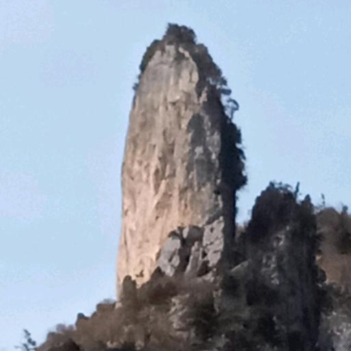 西北狼