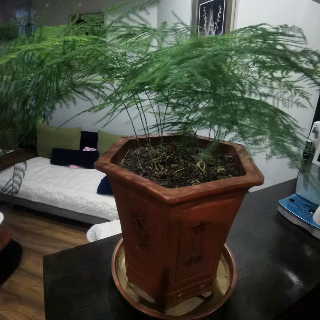 🌻西北好汉🌻927