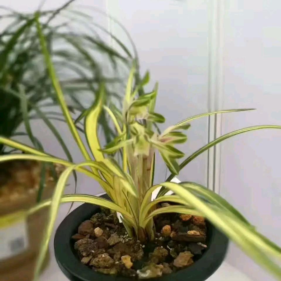 @小蚂蚁🐜