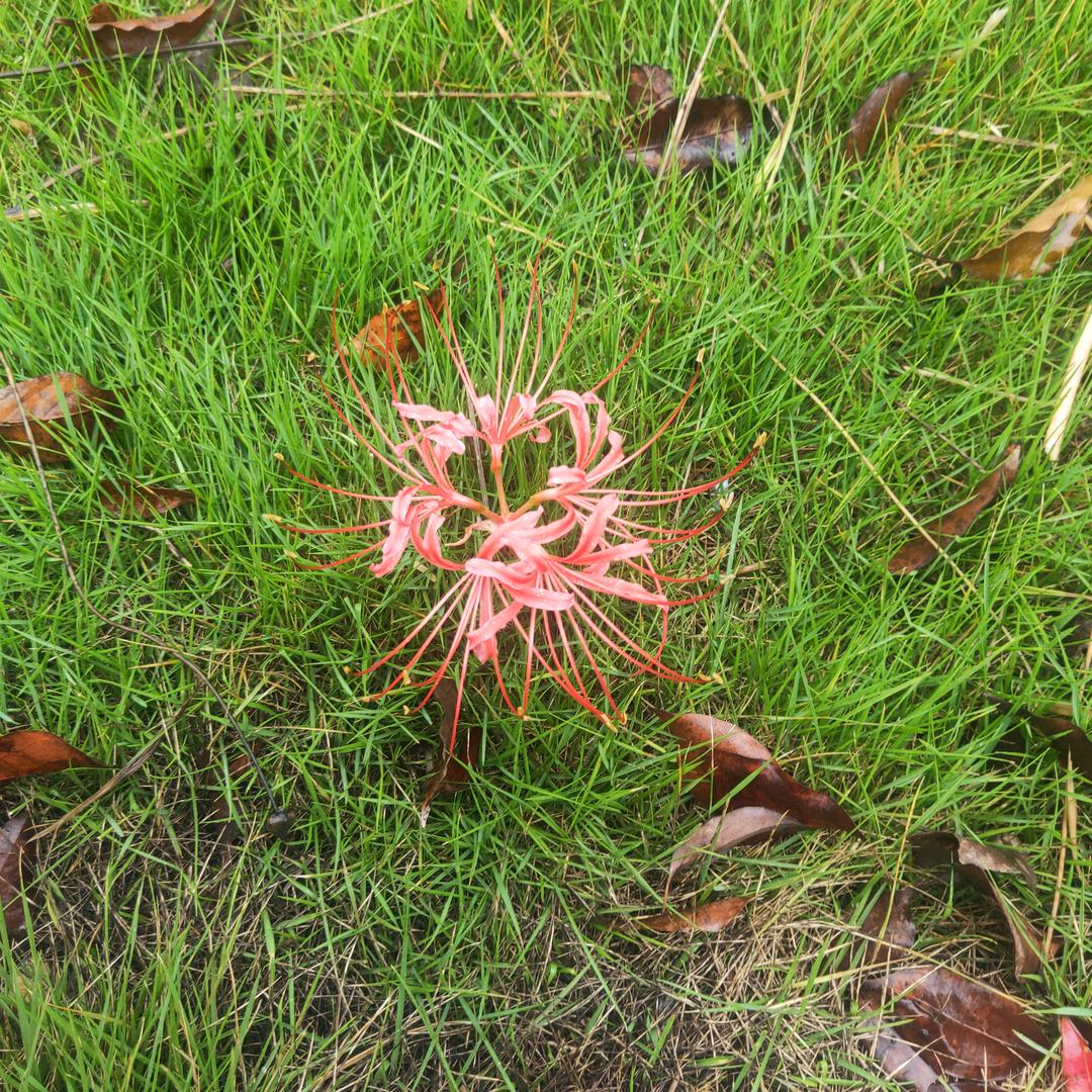 এ᭄ℳ๓无所谓°ꦿ