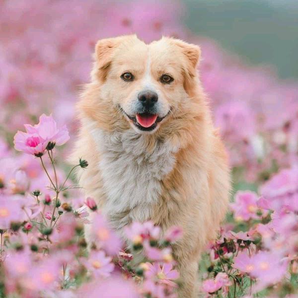 电竞大撒把
