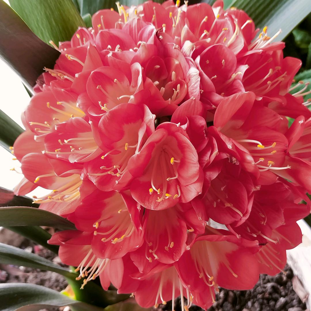 出水芙蓉