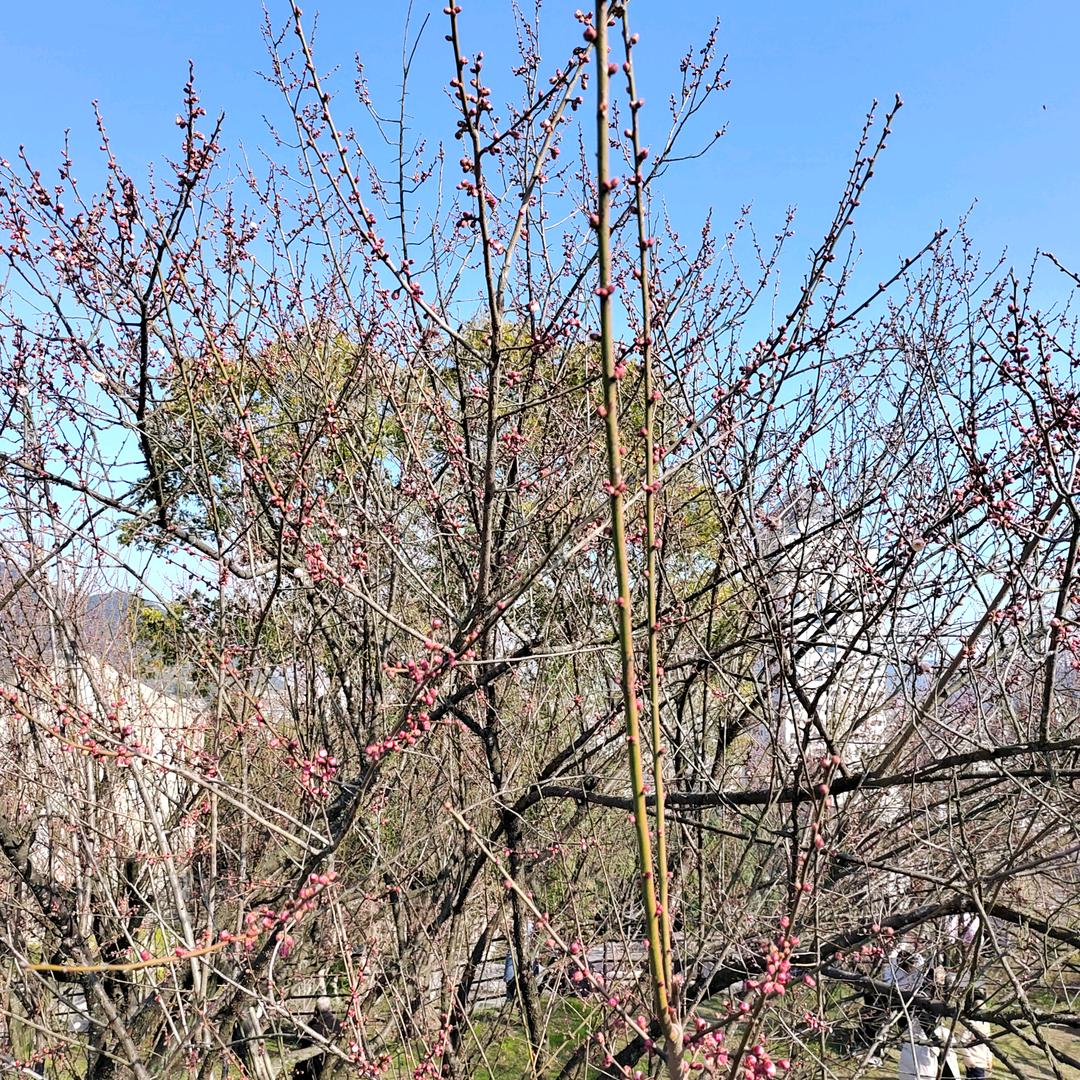 余慈阿华