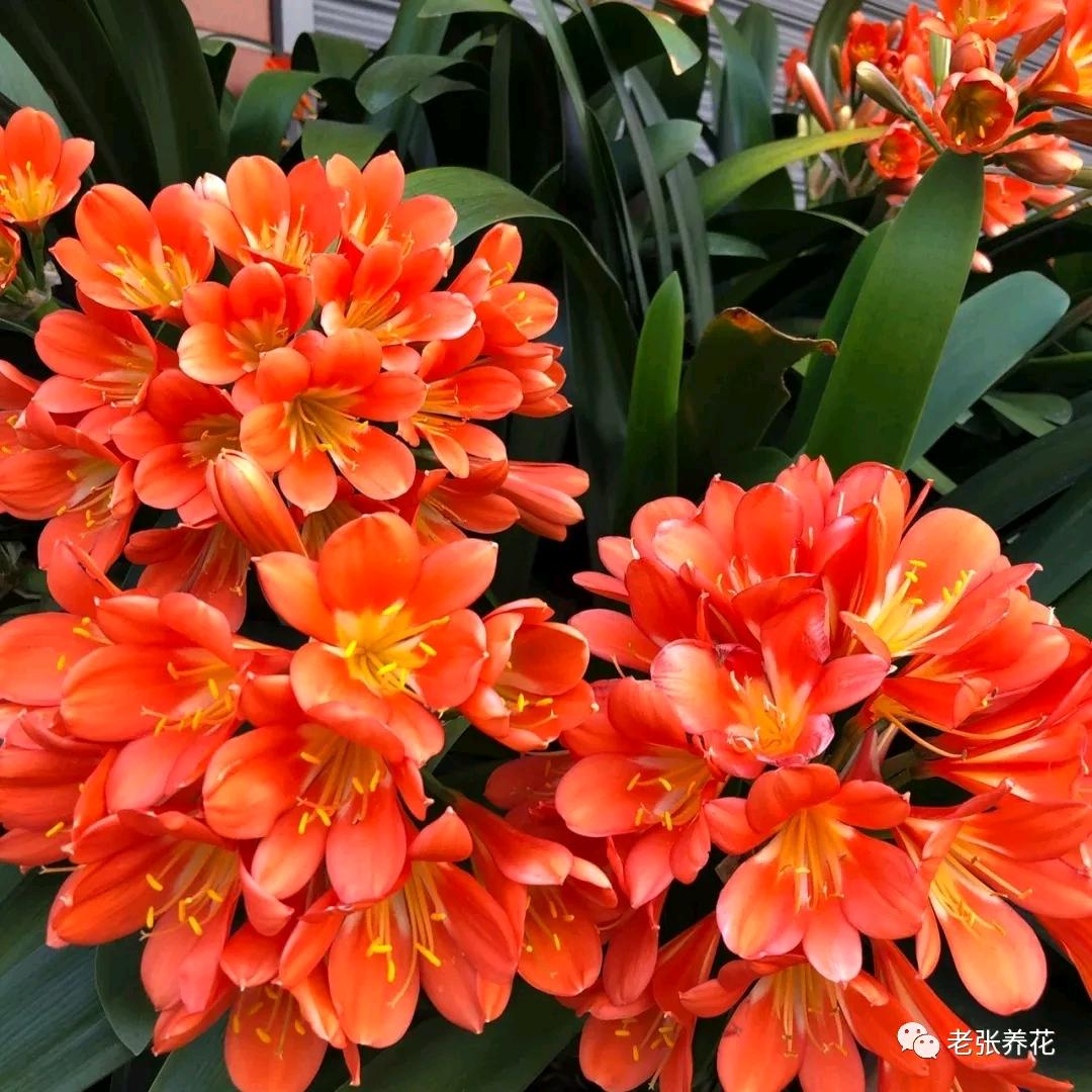 🌽伊林🌽🍒🍓