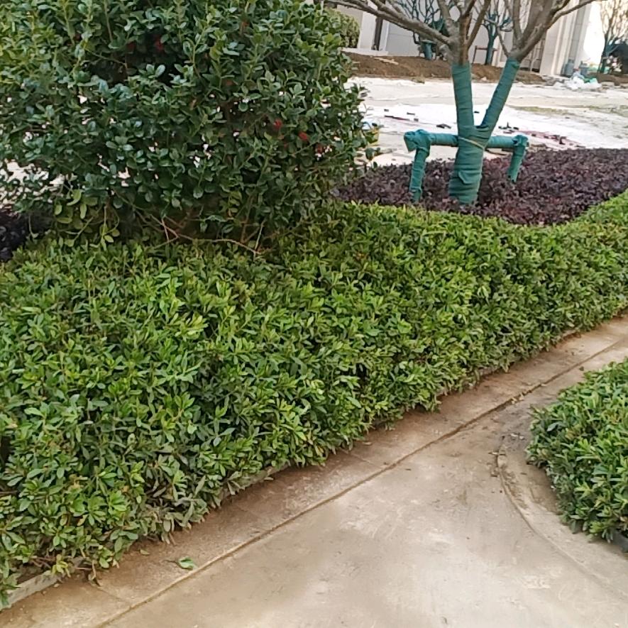 景观绿化施工