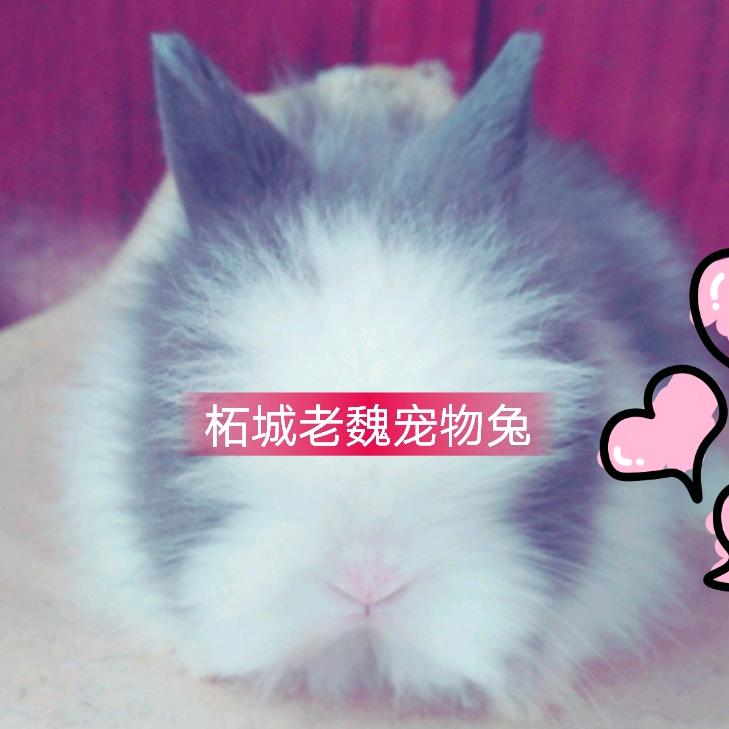 柘城老魏宠物兔繁殖基地