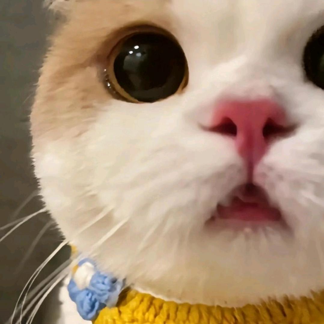 喵桑爱睡觉