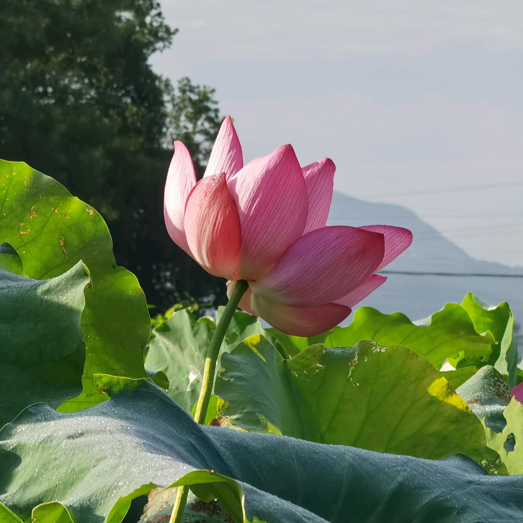 平静