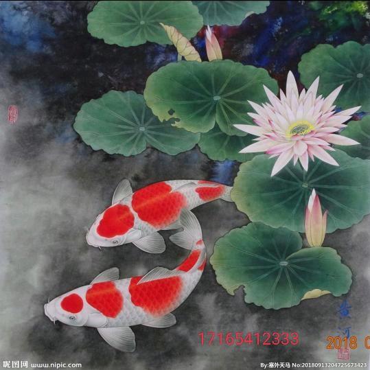 青岛金汇养鲤场