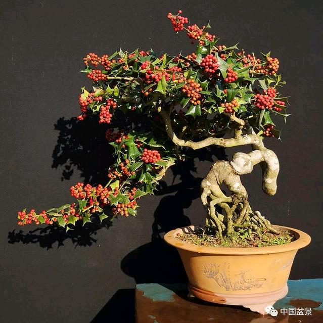 🌲枸骨 🄶🄾🅄🄶🅄