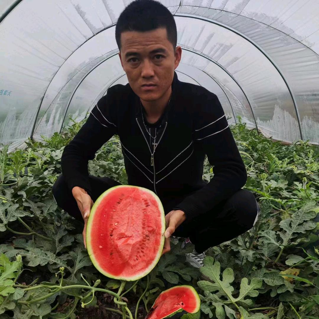 甘肃💋金龙💋西瓜代办💋
