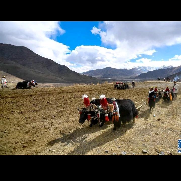 བོད་
