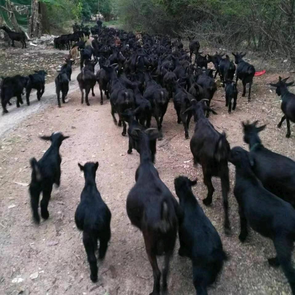 绿色生态黑山羊养殖