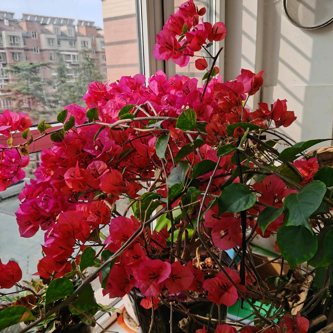 姐不是传说