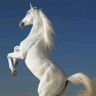 普陀山光军居士